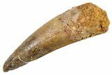 Fossil Spinosaurus Tooth - Real Dinosaur Tooth #345935-1